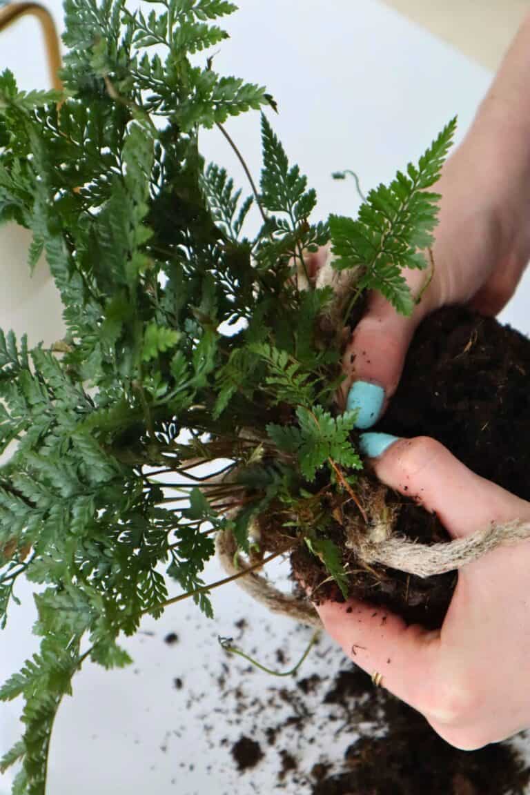 Davallia fejeensis How to Grow the Mini Rabbit