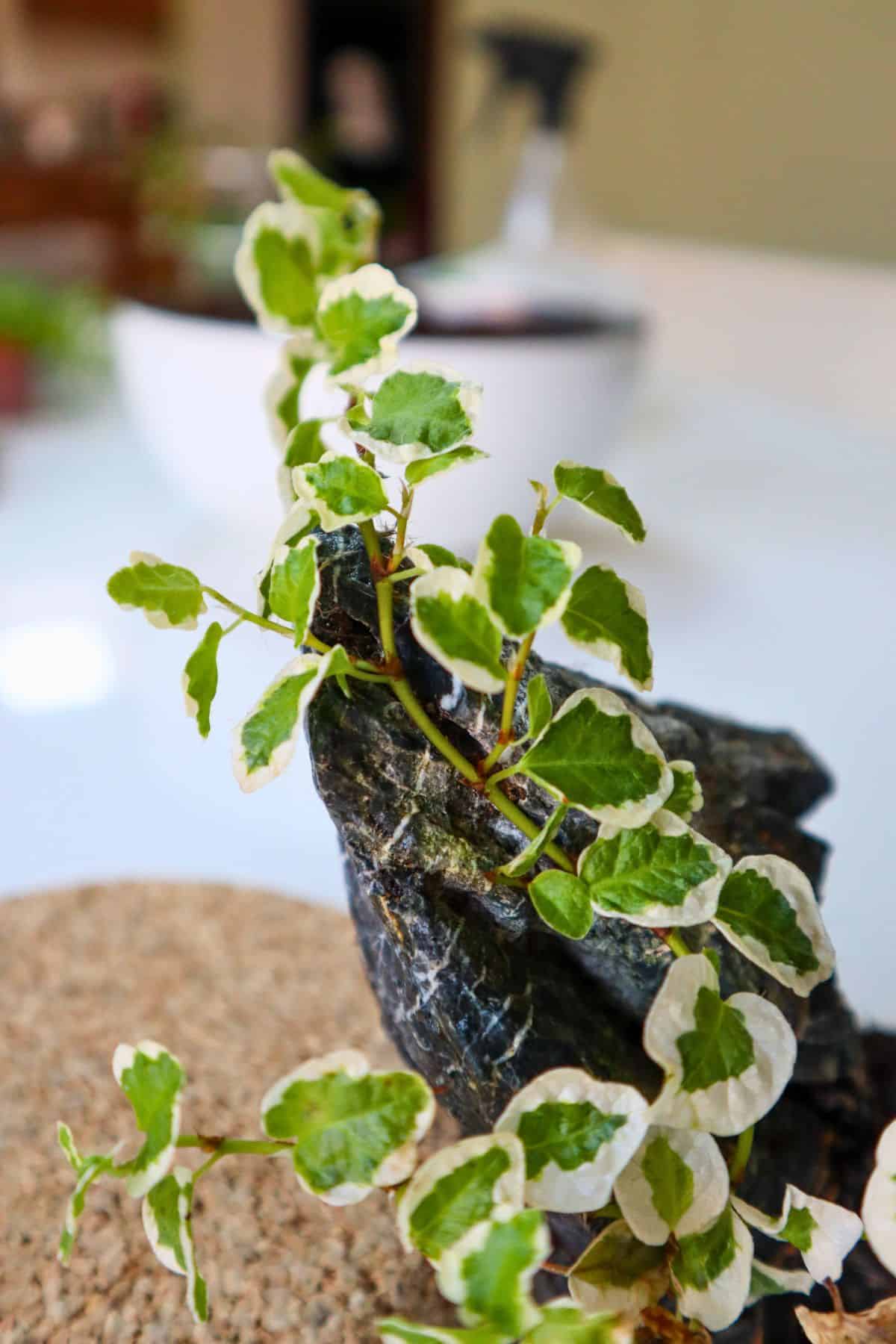 ficus pumila attached to seiryu stone