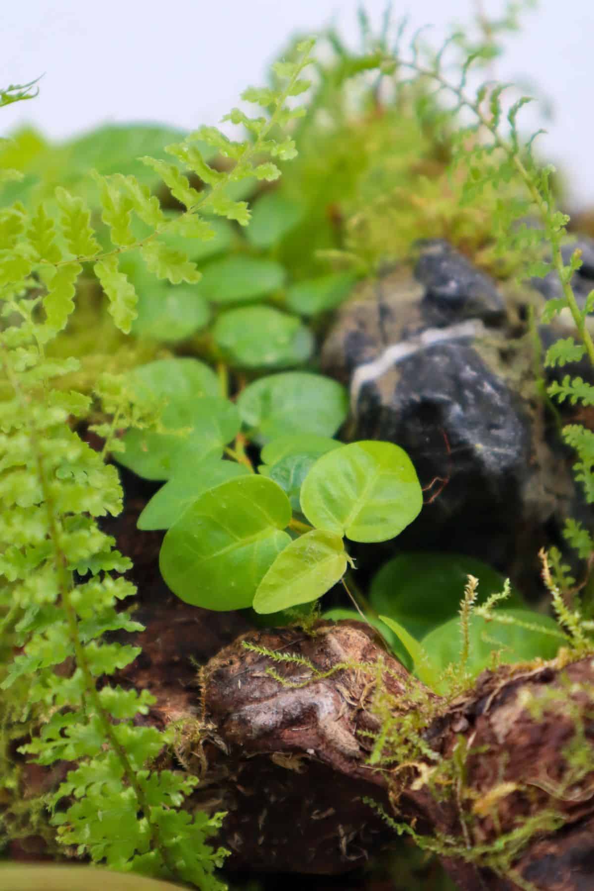 Terrarium Plants Set - 5 Ferns 