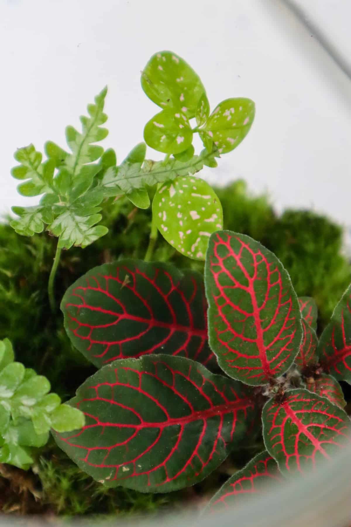 polka dot plant and fittonia in terrarium