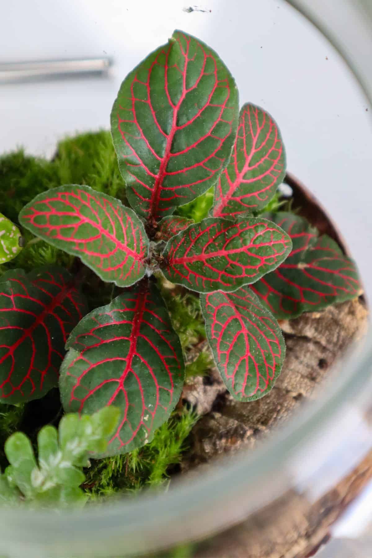 fittonia in terrarium