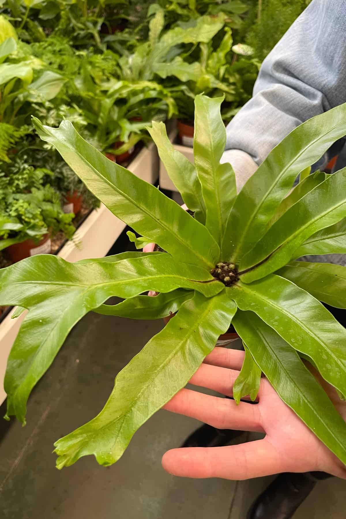 Forked Asplenium Fern in plant store