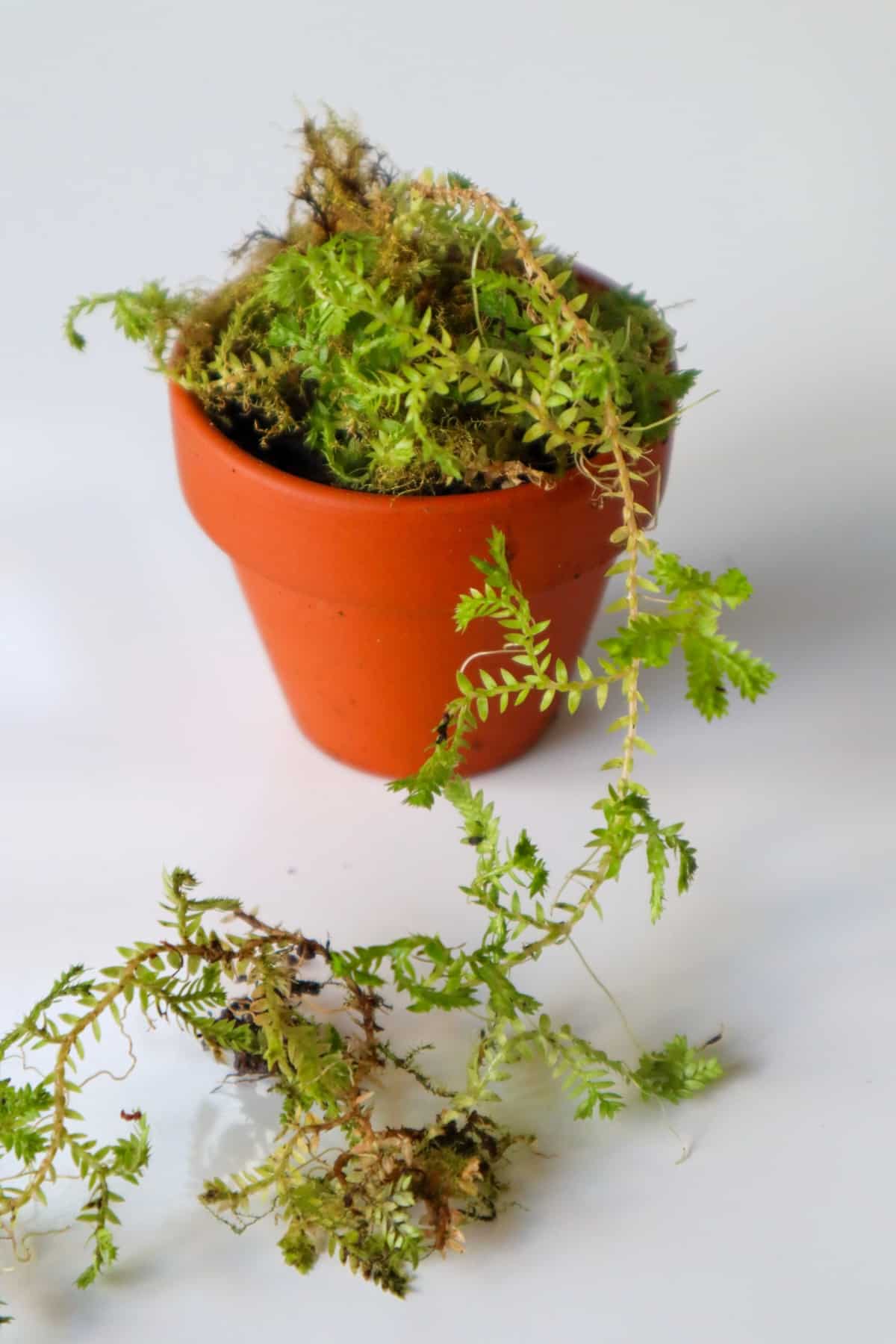 golden clubmoss spilling out of pot