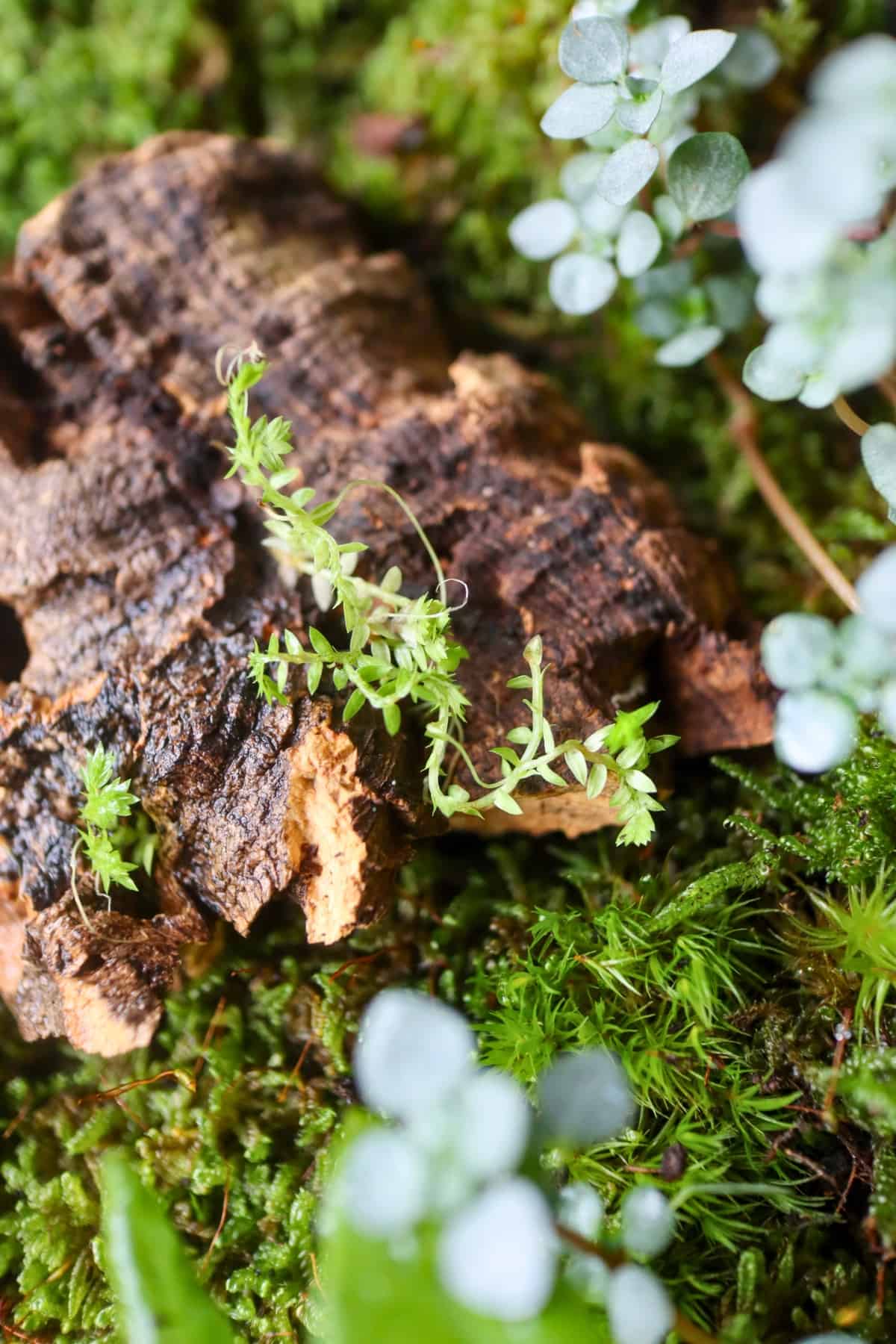 golden clubmoss on cork bark