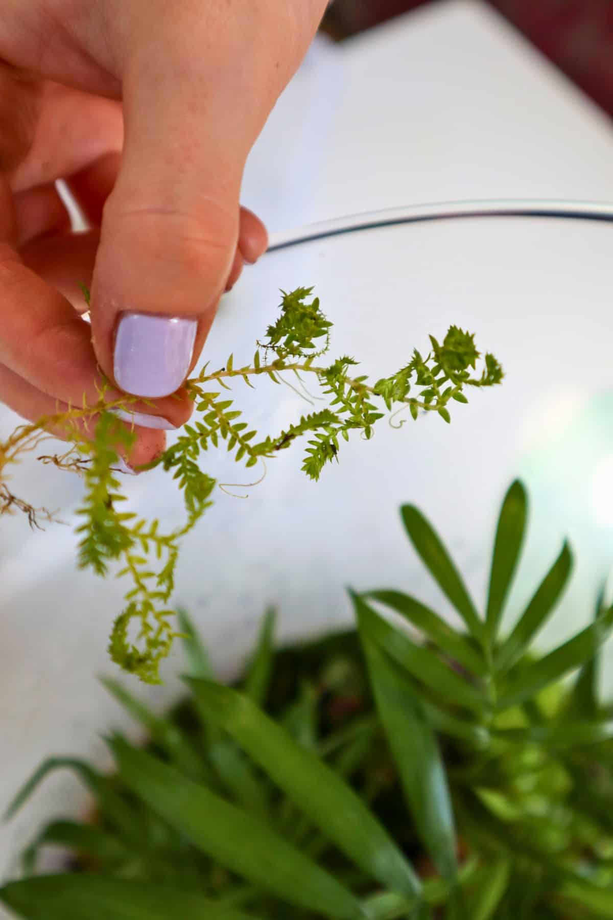 holding golden clubmoss over a terrarium