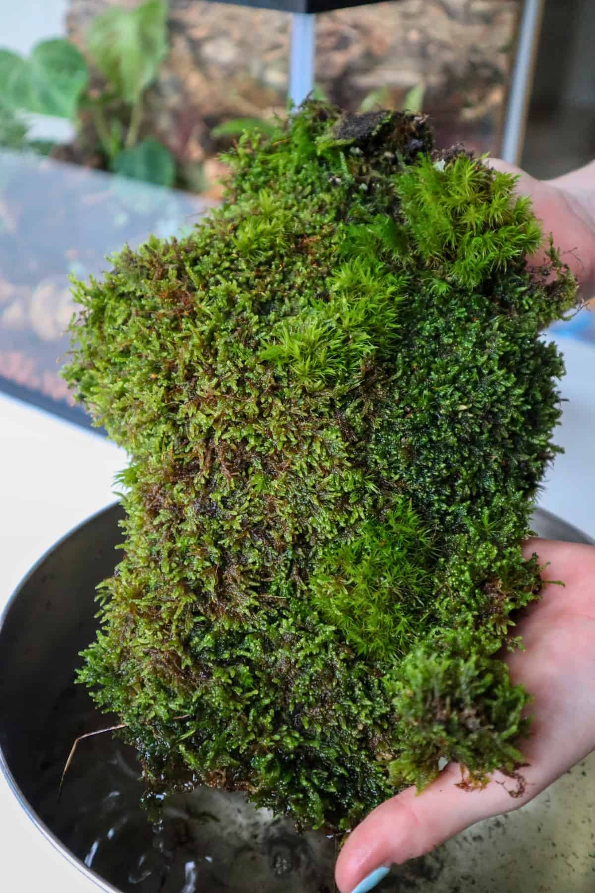 hypnum moss and mood moss