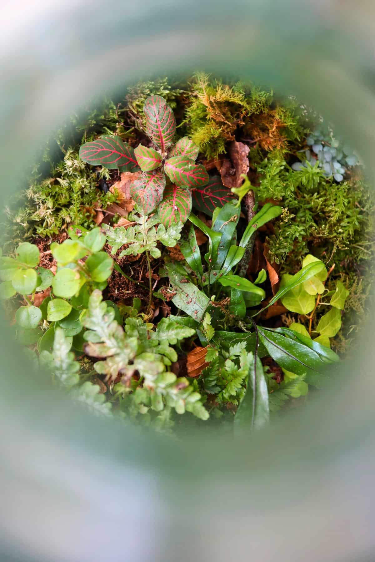 kangaroo fern in terrarium