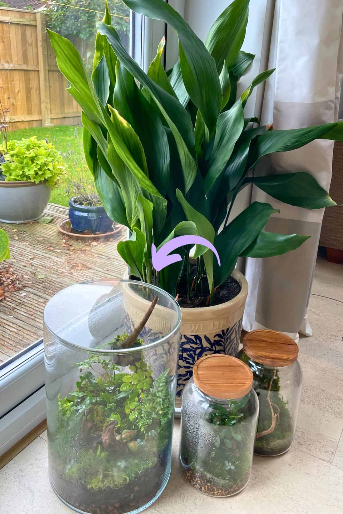 terrariums next to glass door