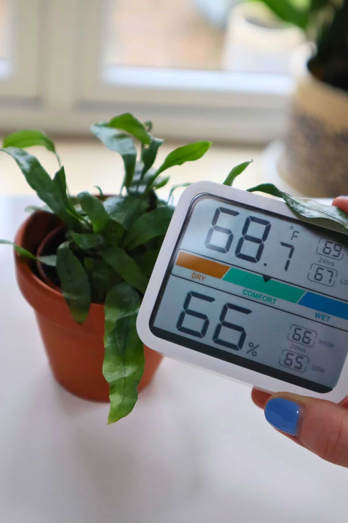 kangaroo fern with temperature and humidity guage