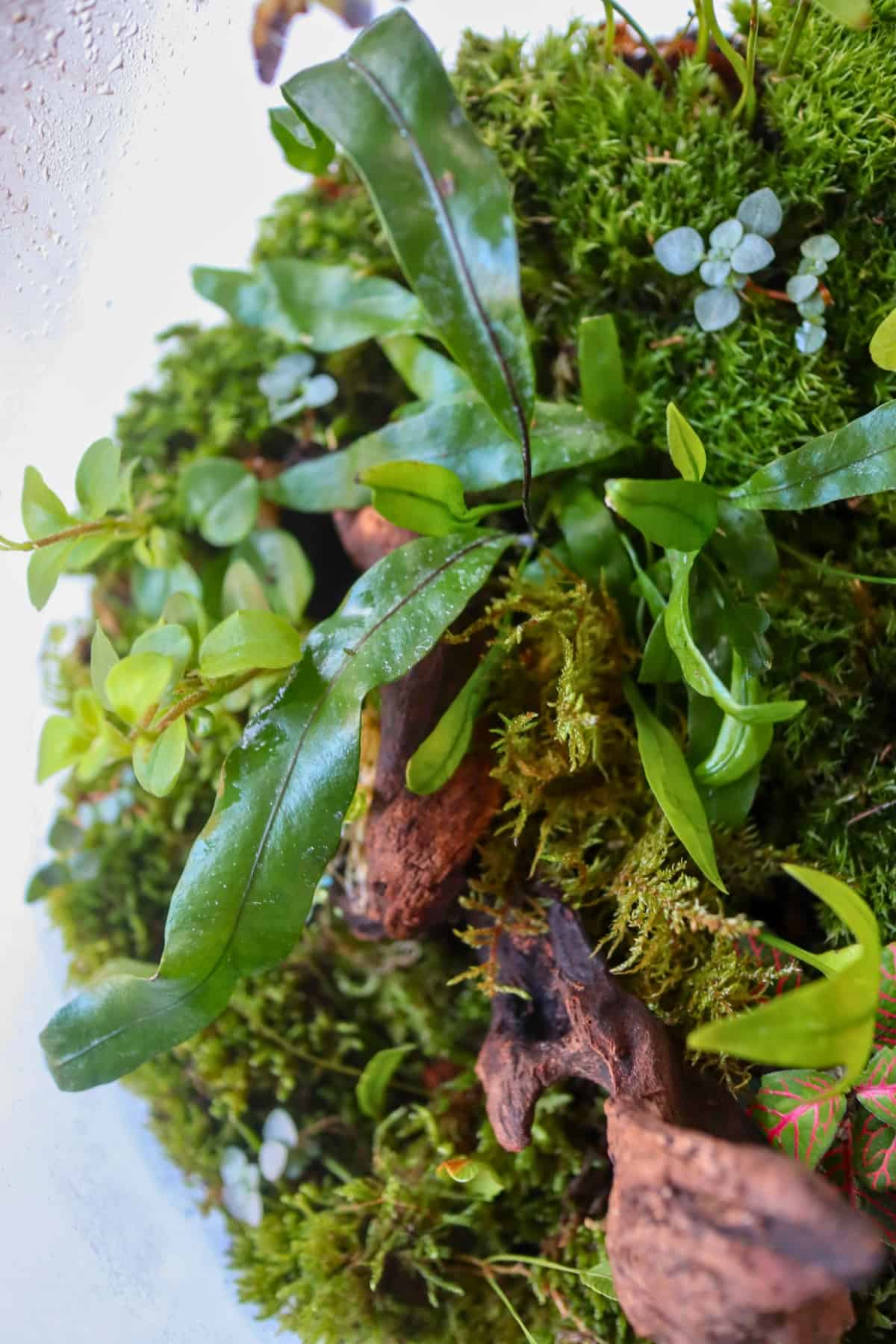 kangaroo fern in terrarium