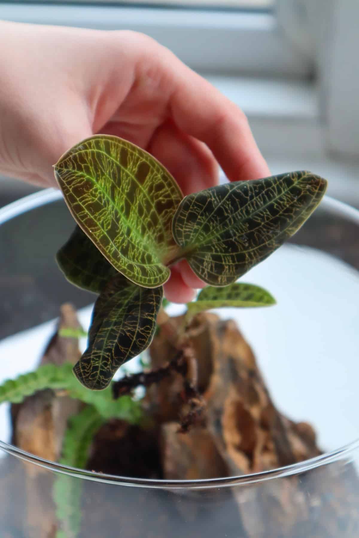 macodes pelota held above terrarium