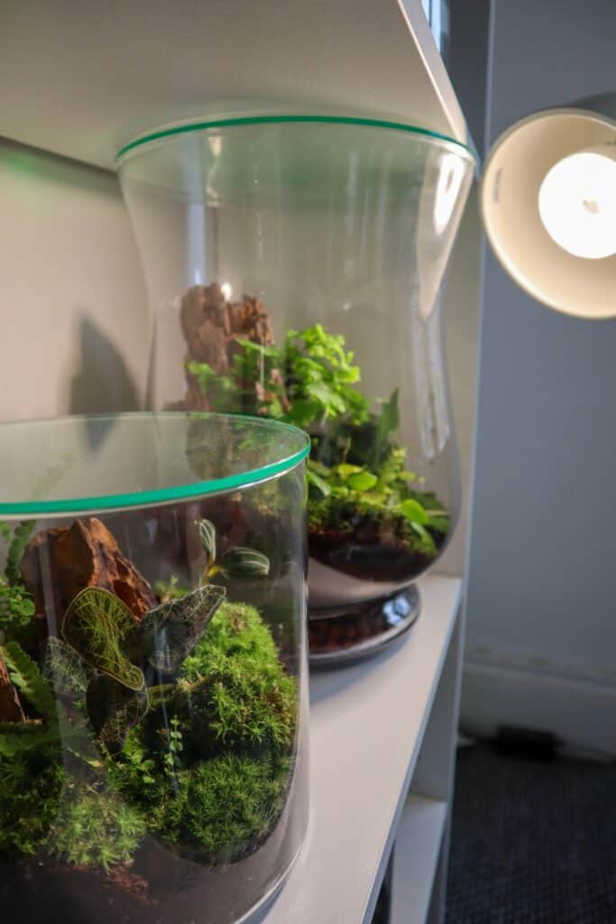 Macodes petola How to Grow the Lightning Jewel Orchid Terrarium Tribe