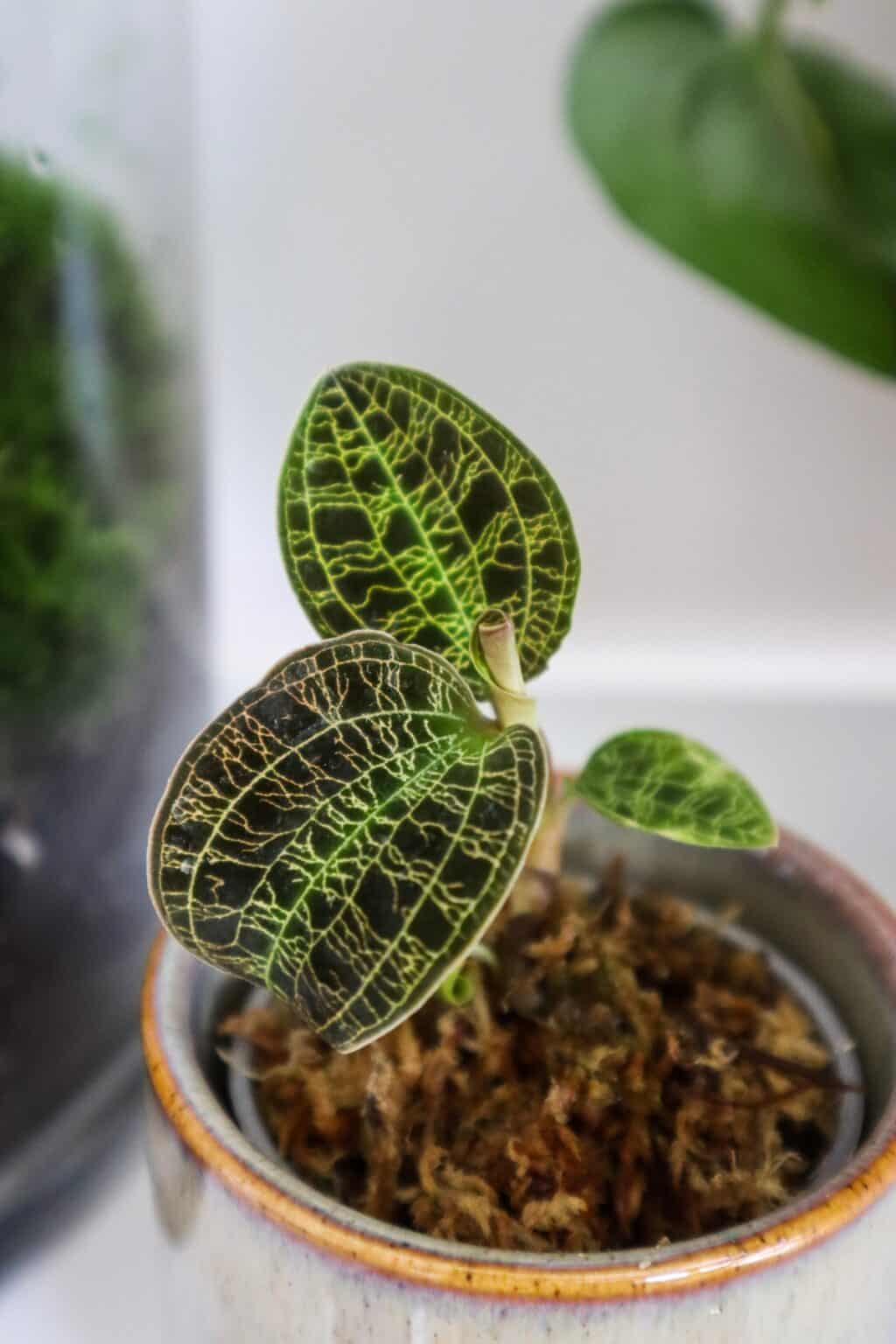 Macodes petola How to Grow the Lightning Jewel Orchid Terrarium Tribe