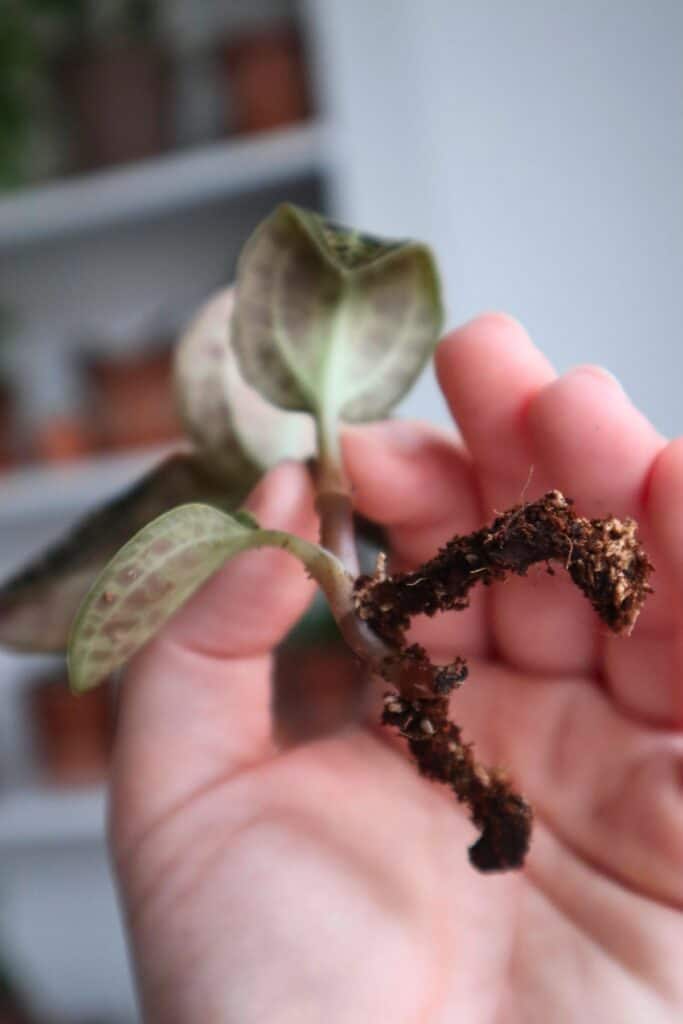 Macodes petola How to Grow the Lightning Jewel Orchid Terrarium Tribe