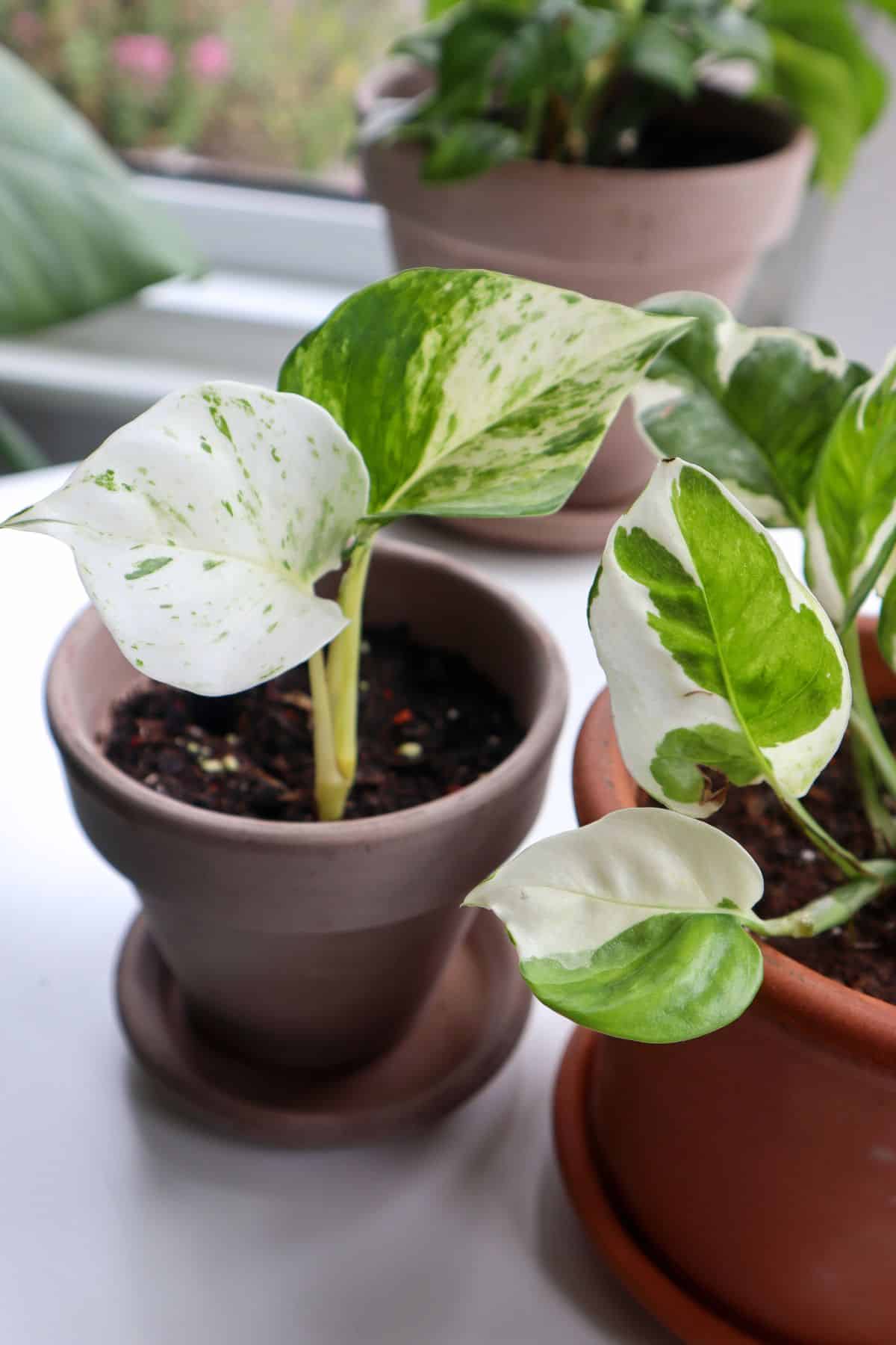 10 Indoor Plants That Thrive in Terrariums – Cheeky Plant Co.