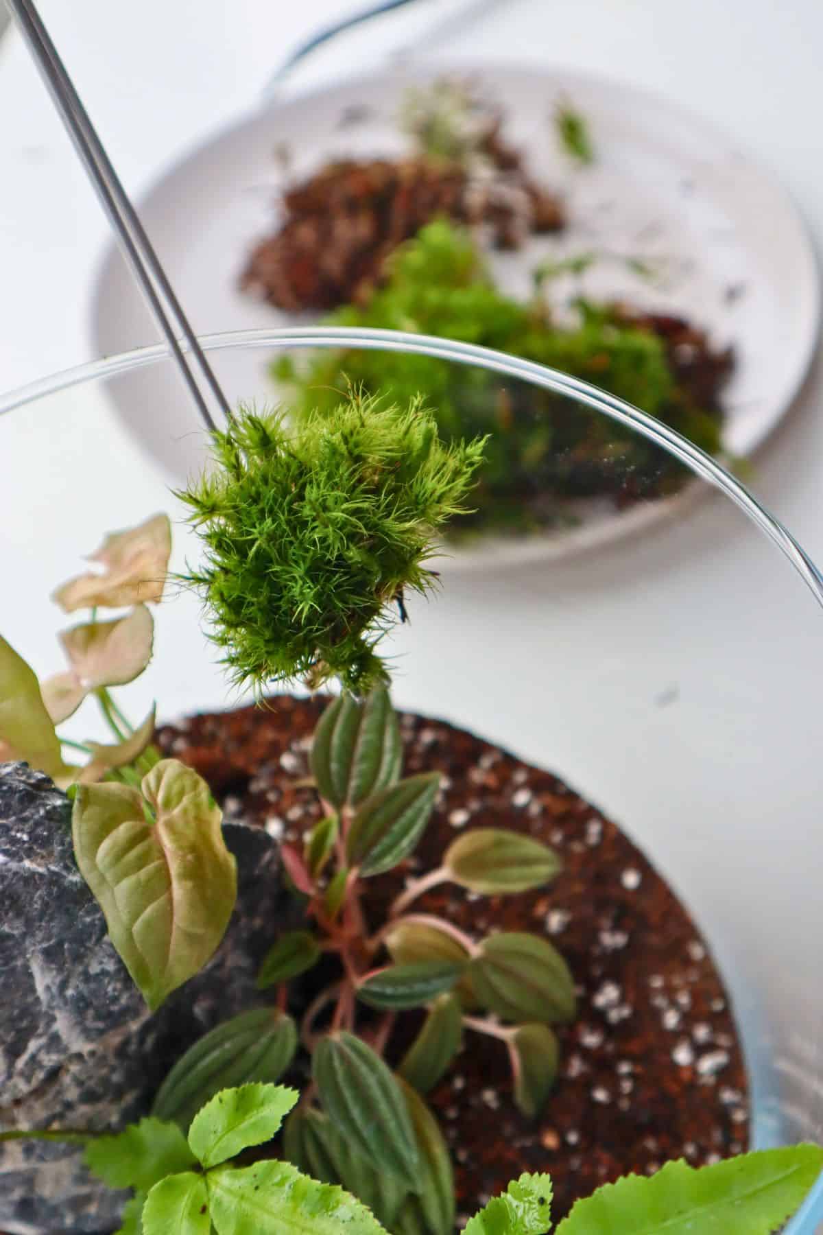 mood moss clump for tropical terrairum