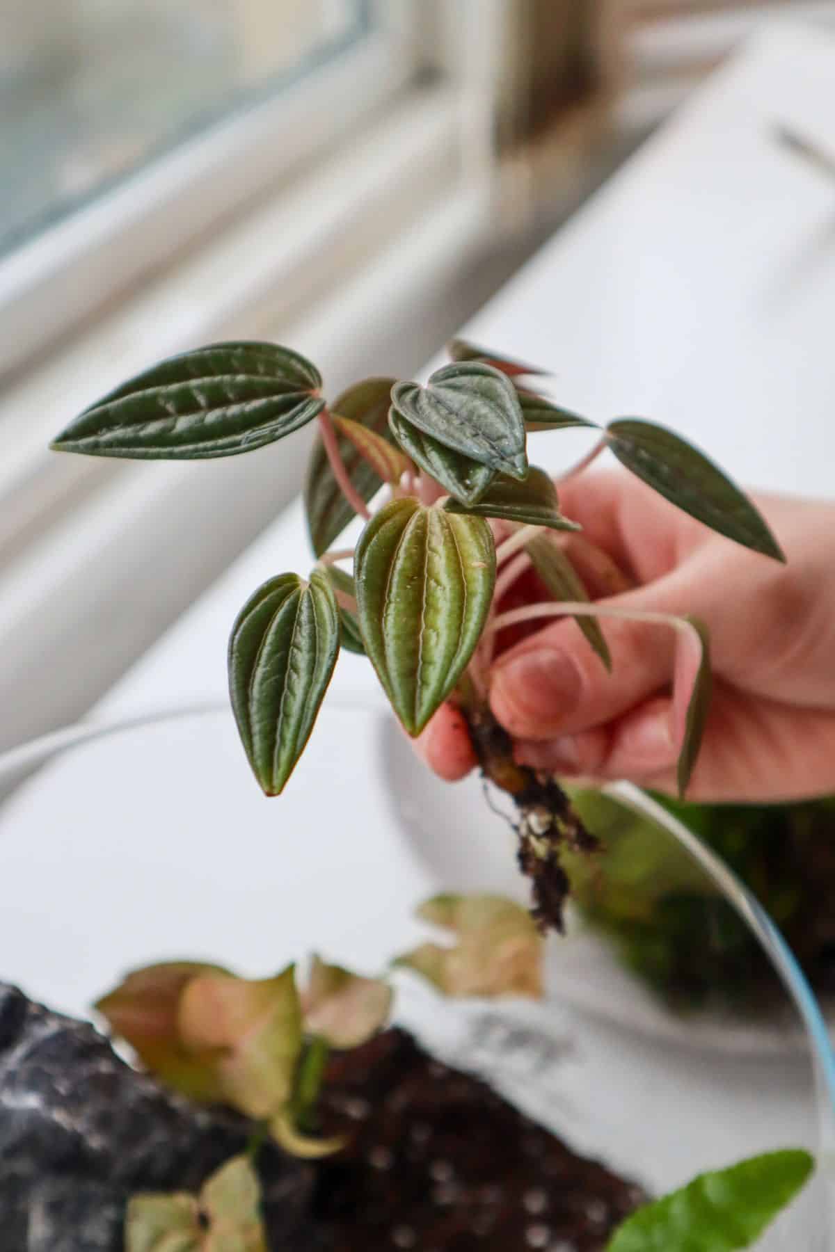 peperomia rosso in terrarium