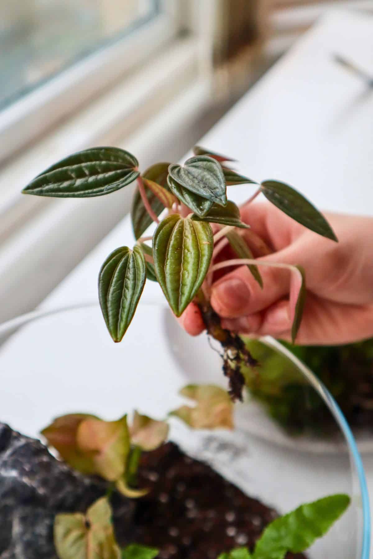 adding pepperomia rosso to tropical terrarium