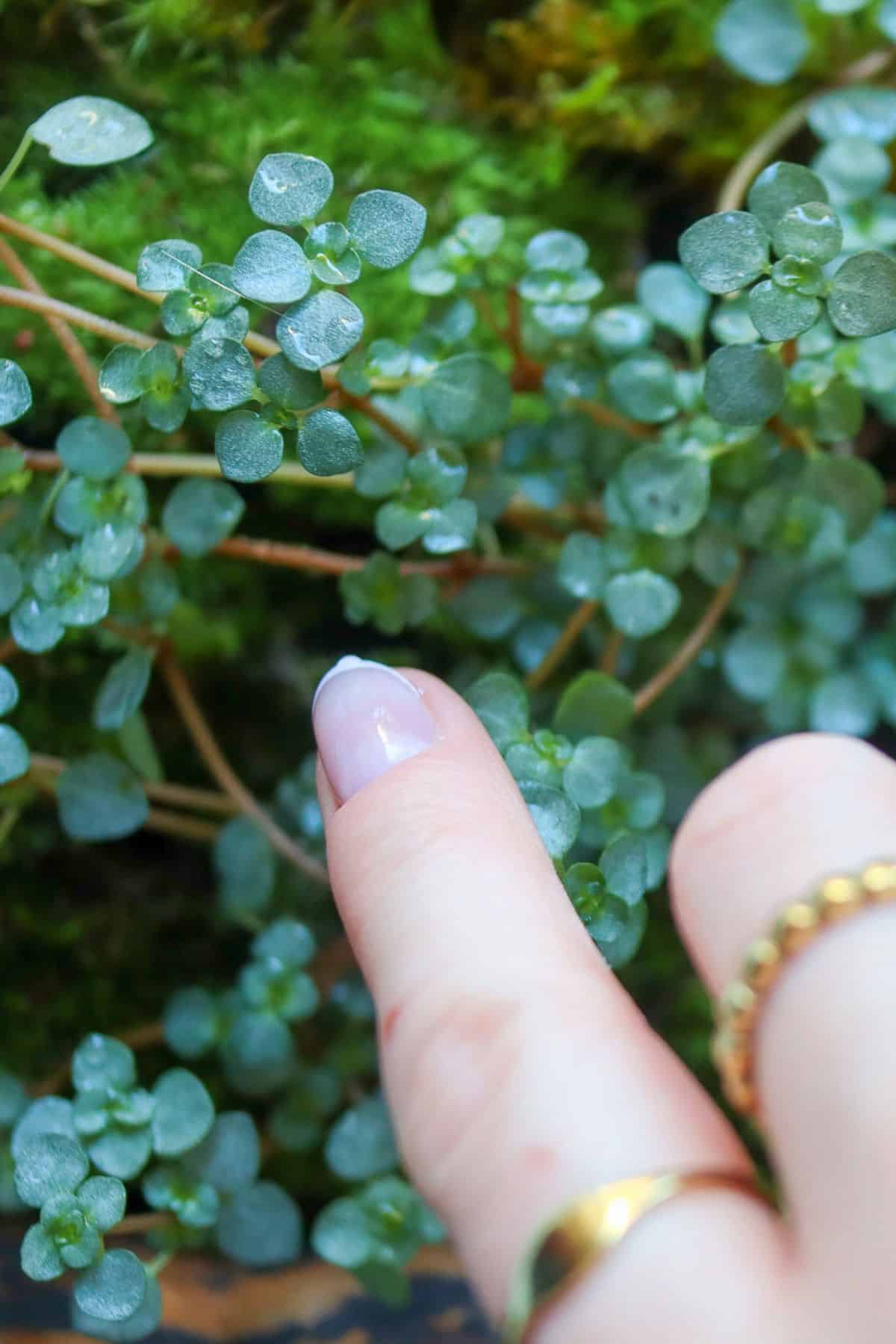 pilea glauca in terrarium