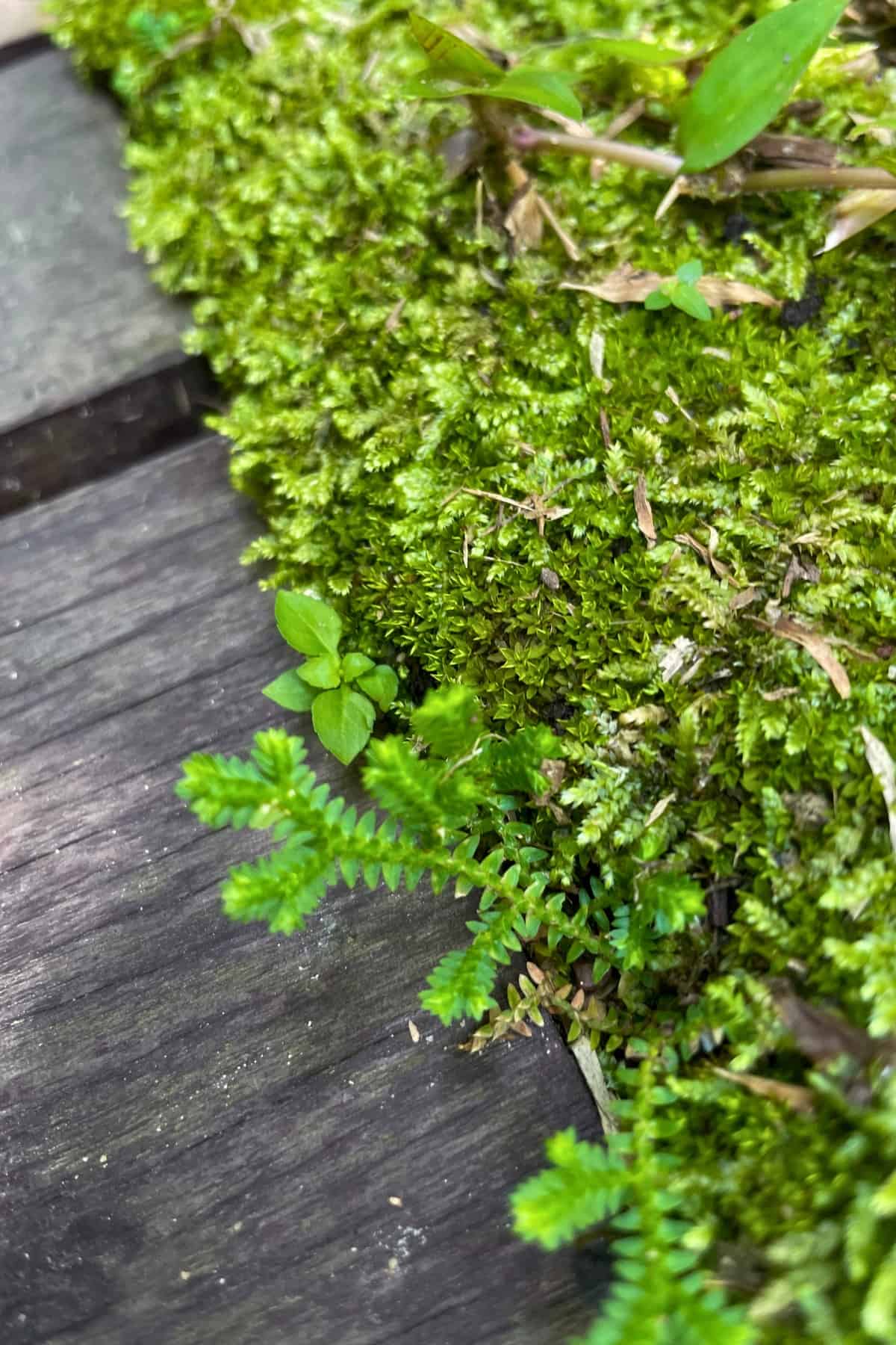 golden clubmoss next to sidewalk