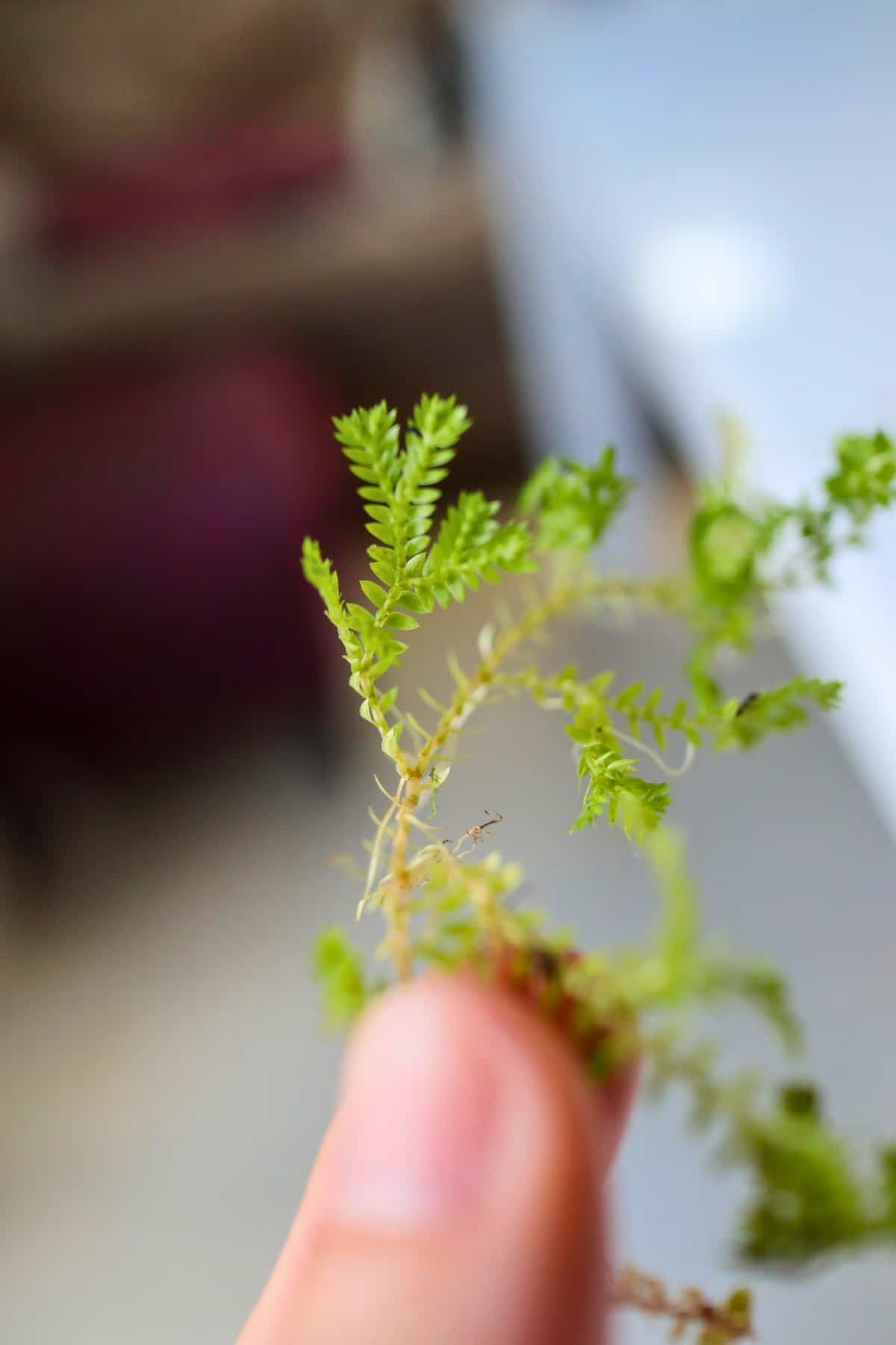 delicate foliage of selaginella kraussiana aurea