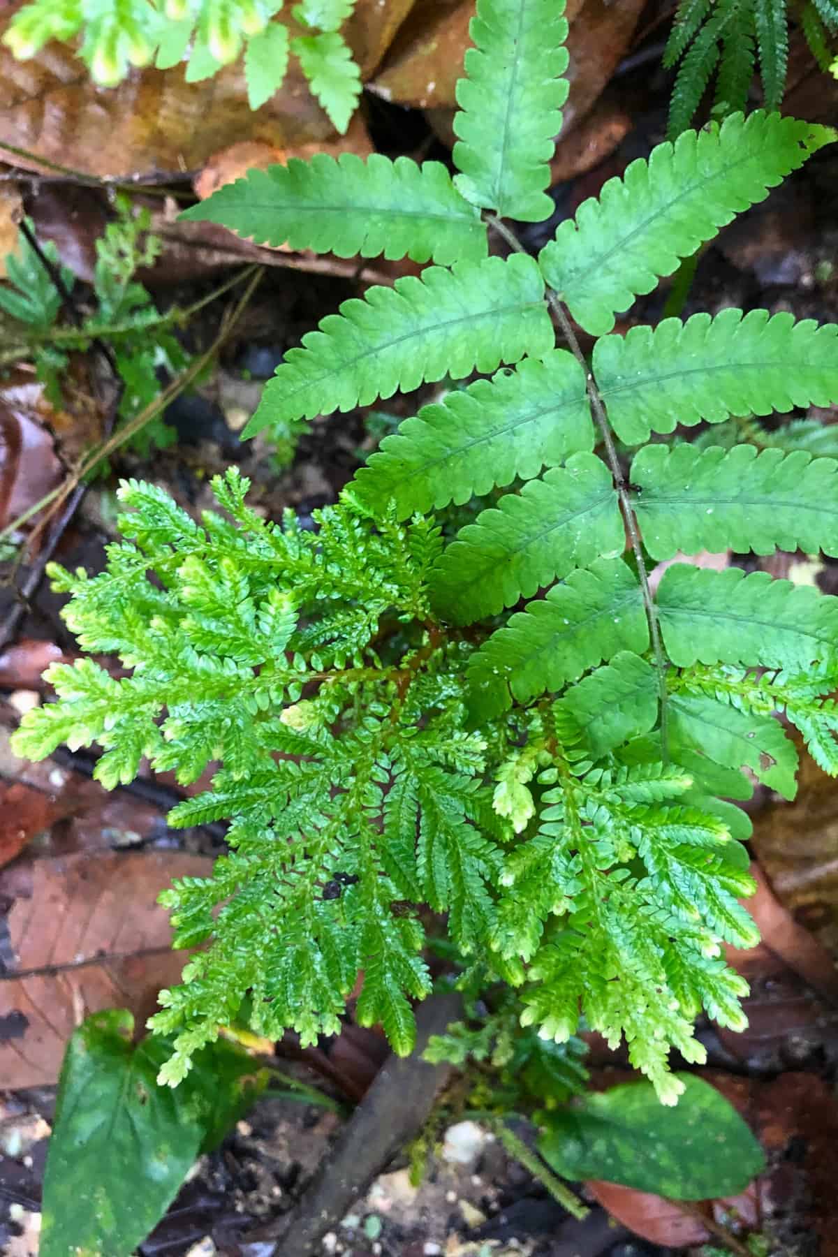 selginella kraussiana on rainforest floor