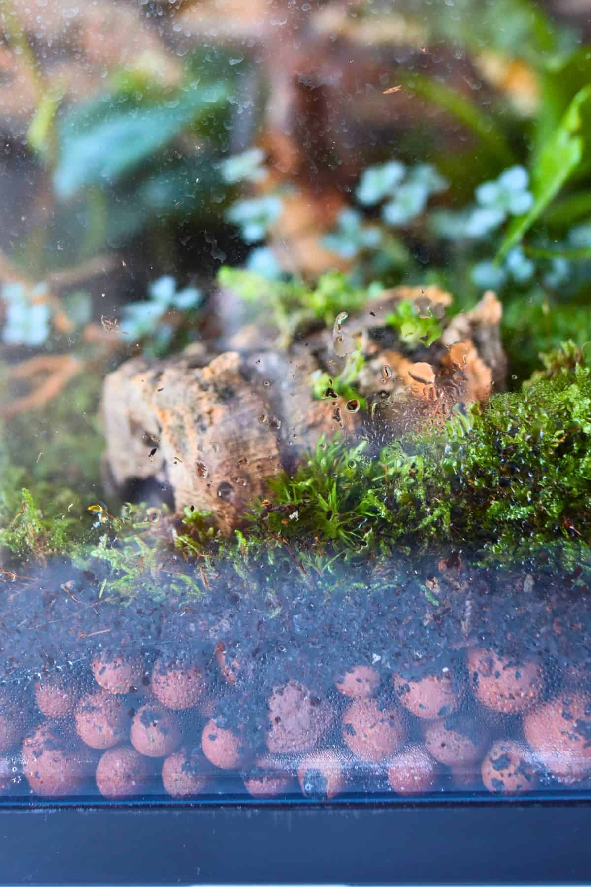 The Definitive Guide to Coco Coir (Why We Love It!) - Terrarium Tribe