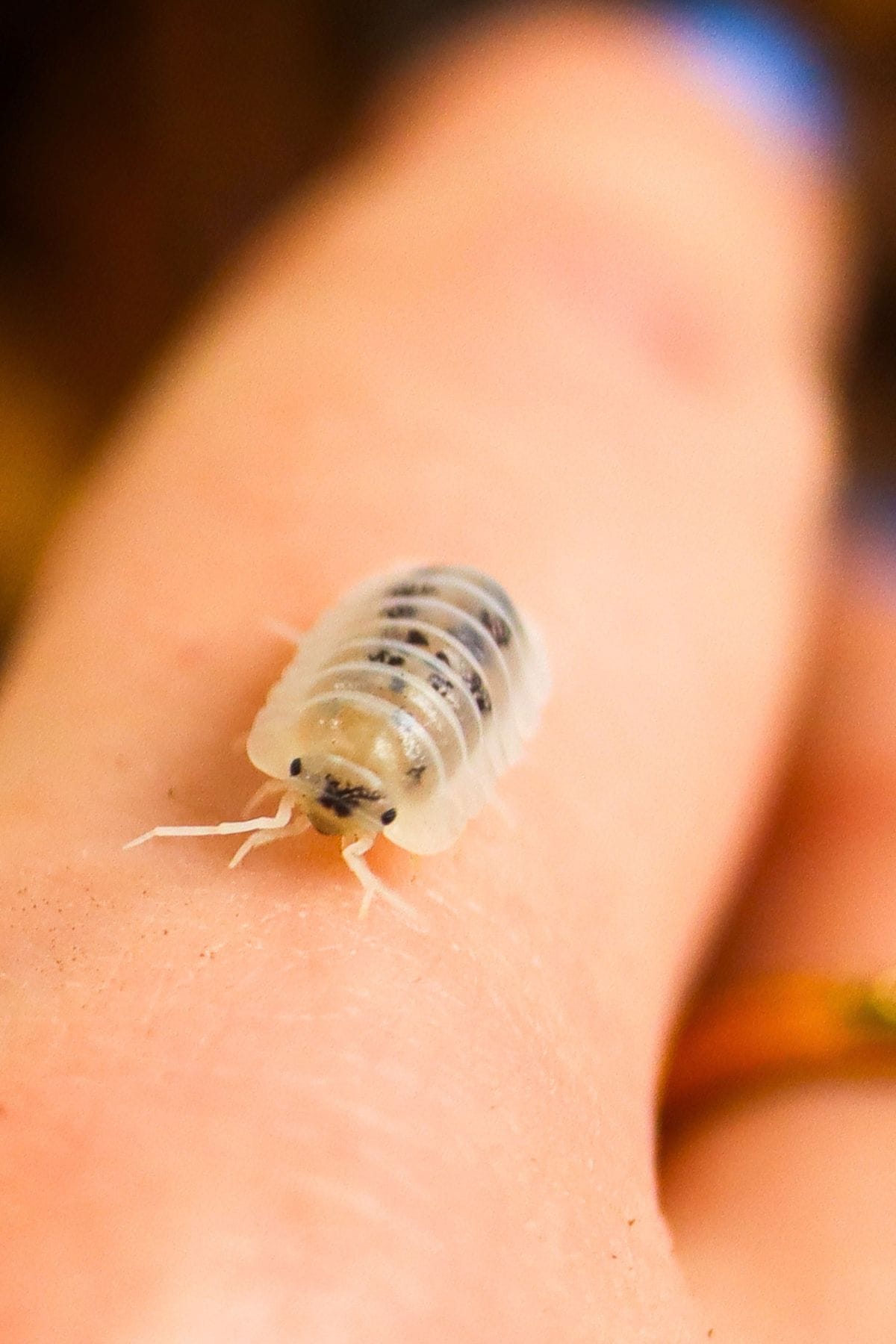 The Complete Pet Isopod Guide: Picks, Enclosure Setup & Care