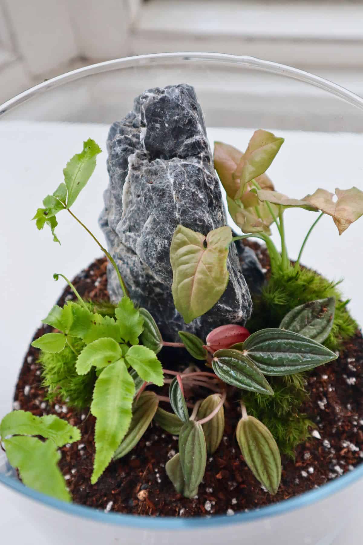 Closed Terrarium DIY Kit with Live Plants