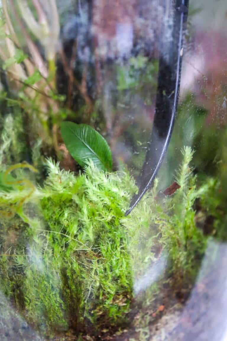 Leucobryum glaucum (Cushion Moss / Pillow Moss) Care Tips