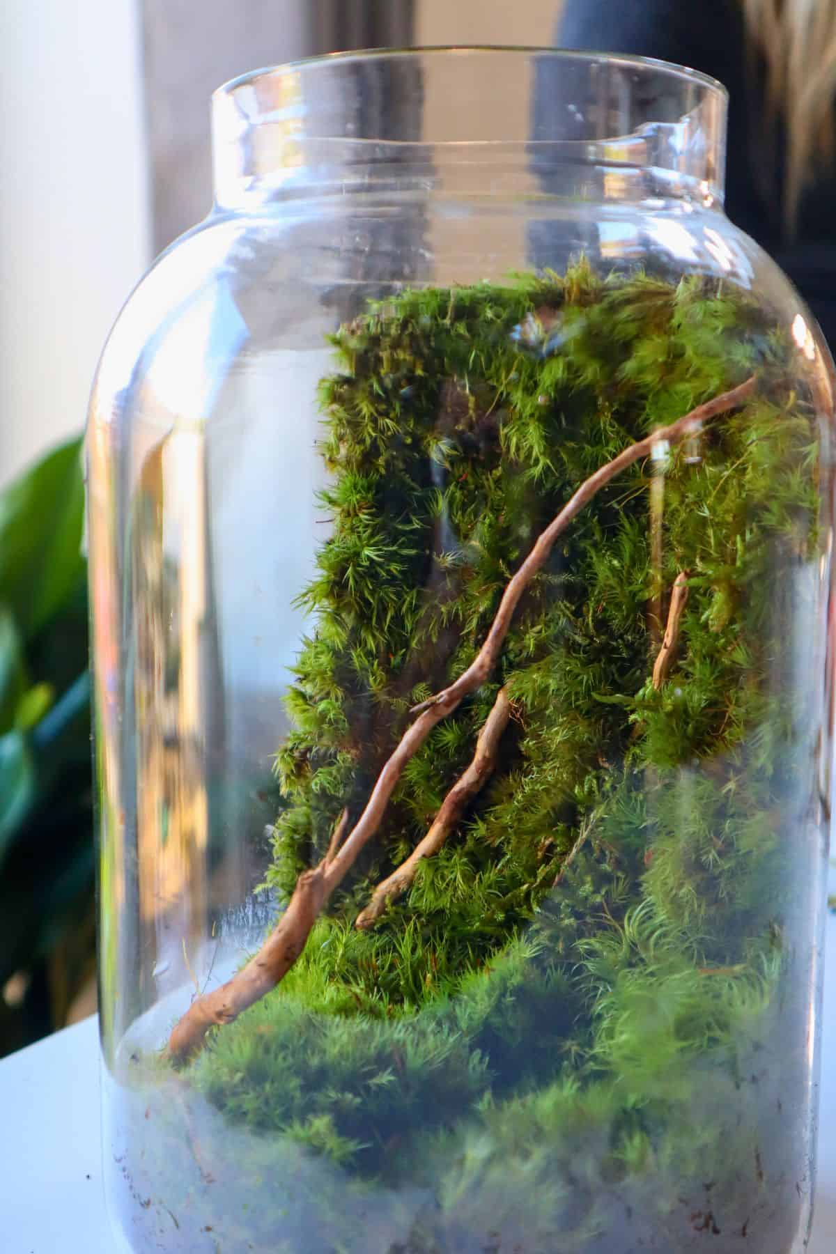 Terrarium Moss: The Secret to a Vibrant Terrarium