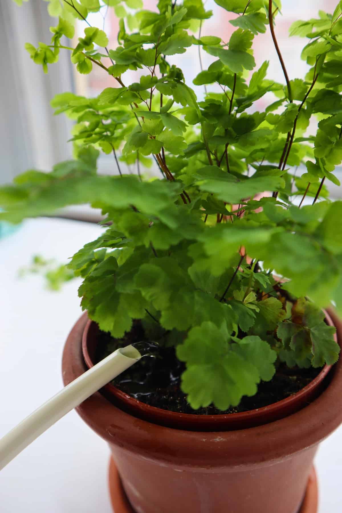 watering delta maidenhair fern