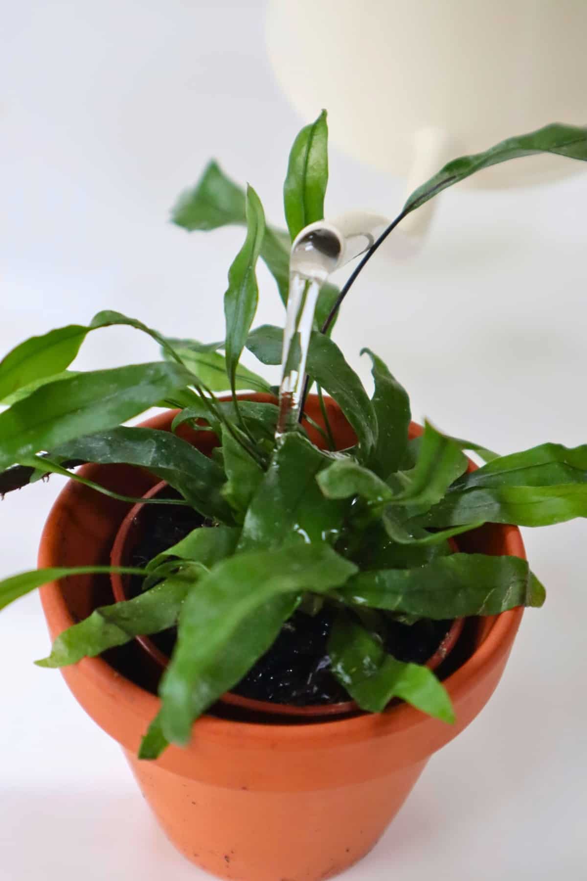 watering kangaroo fern