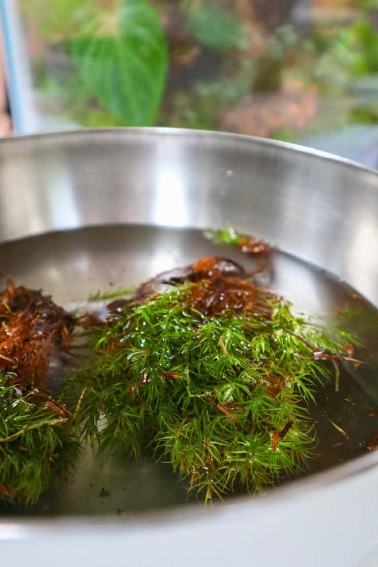 How to Grow Haircap Moss (Polytrichum commune) Care Guide Terrarium