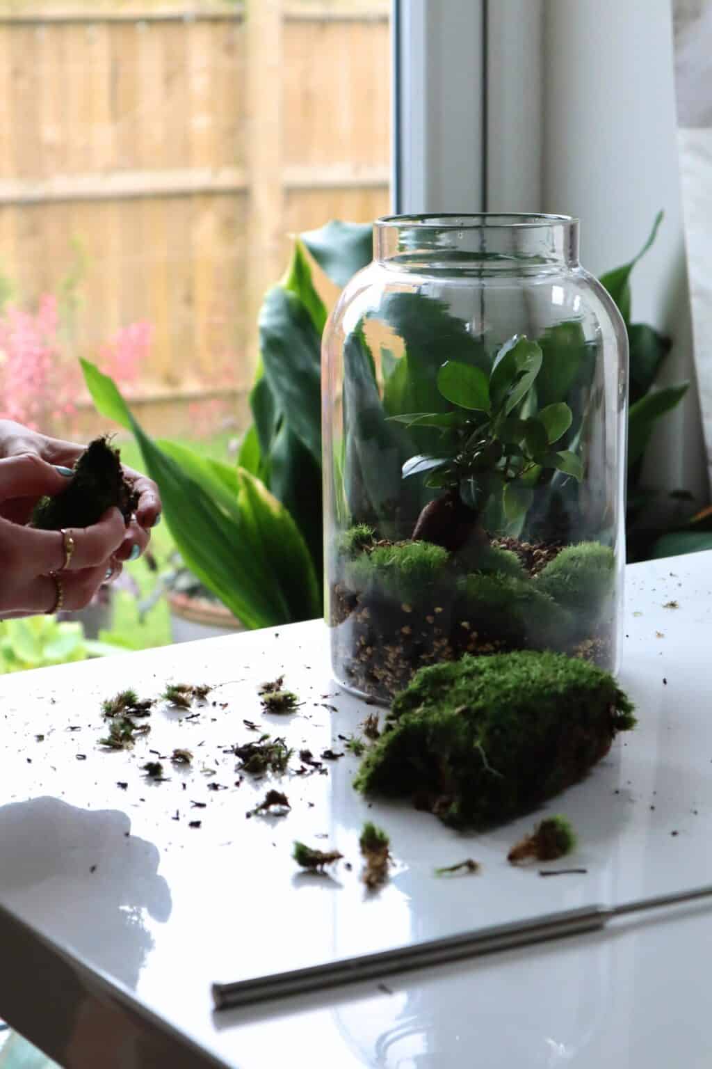How to Build a Serene Bonsai Terrarium (The Easy Way)