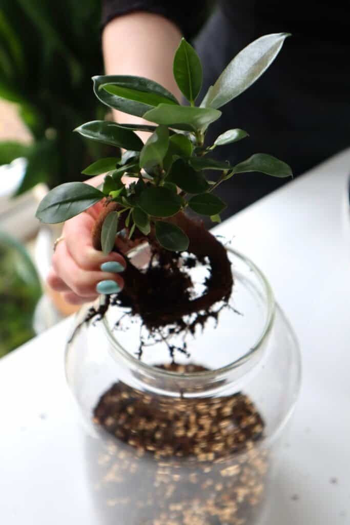 How to Build a Serene Bonsai Terrarium (The Easy Way)