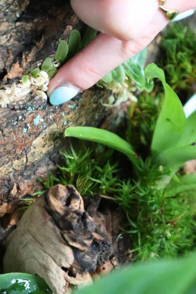 How to Fix Mold in Terrariums (7 Easy Tips & Tricks) Terrarium Tribe