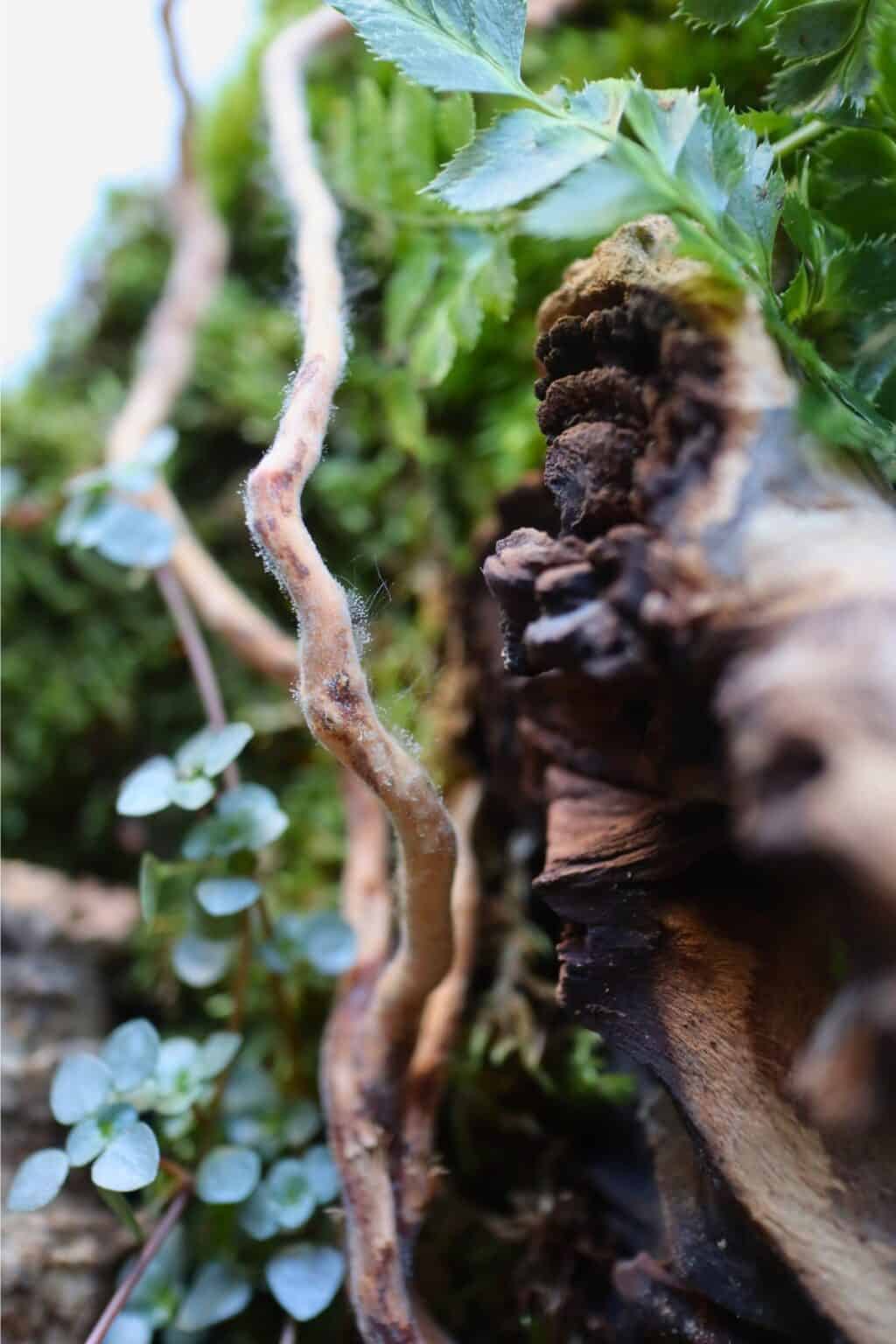 How to Fix Mold in Terrariums (7 Easy Tips & Tricks) Terrarium Tribe