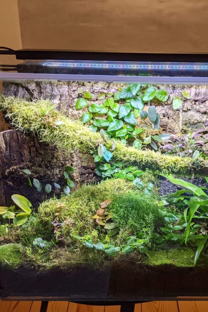 Vivarium & Terrarium Backgrounds That Wow (Full DIY Guide)