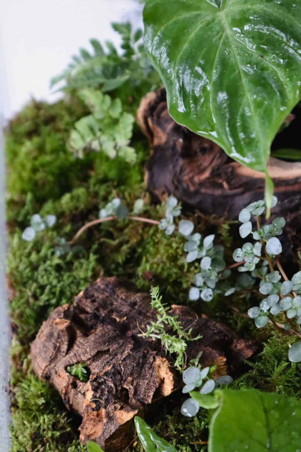 How to Make a Bioactive Substrate Mix (Recipe + Guide)