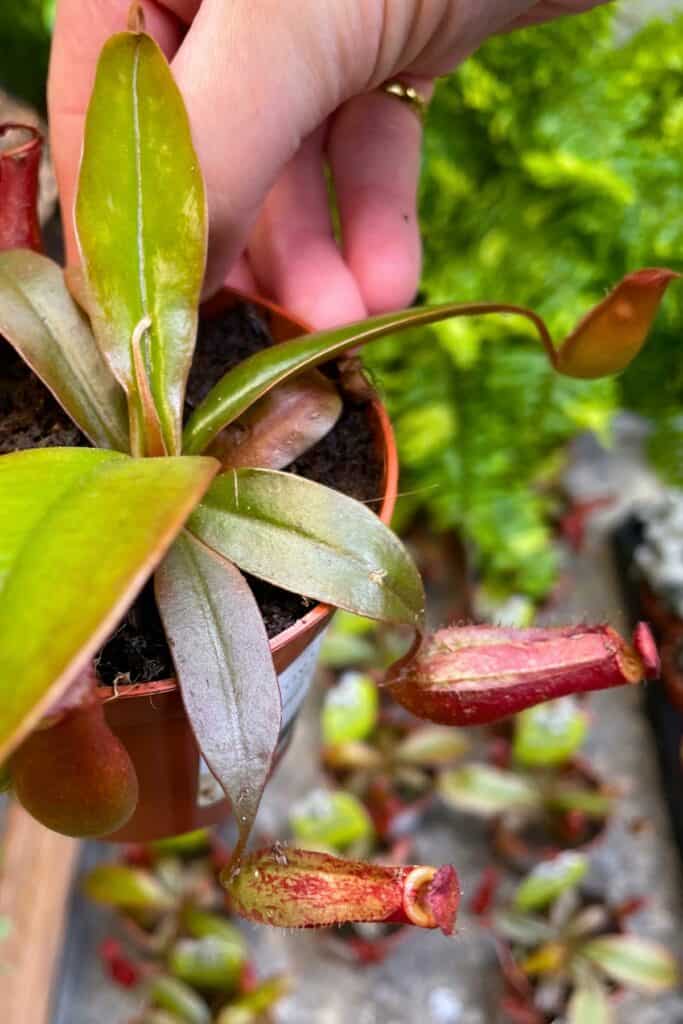 No More Gnats! How to Get Rid of Fungus Gnats in Terrariums