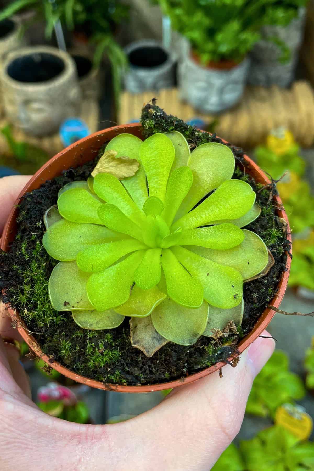 No More Gnats! How to Get Rid of Fungus Gnats in Terrariums