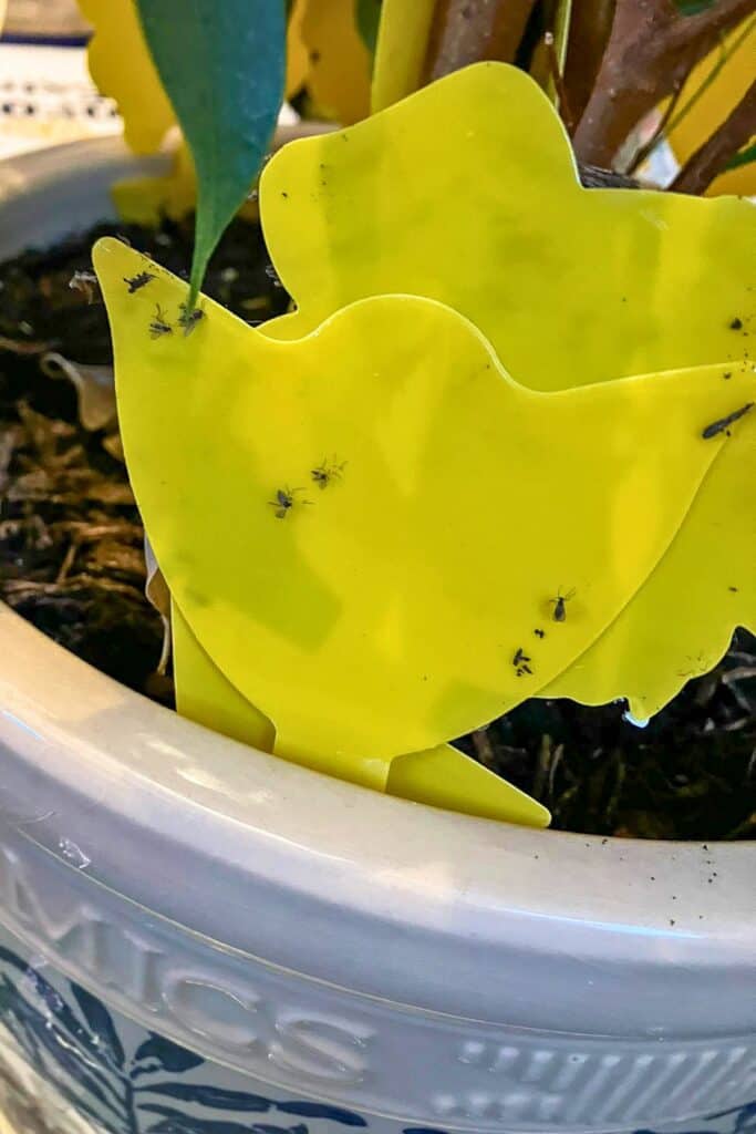 No More Gnats! How to Get Rid of Fungus Gnats in Terrariums