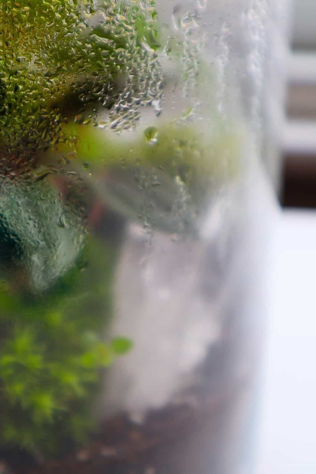 How To Water A Terrarium (The Right Way) Expert Guide