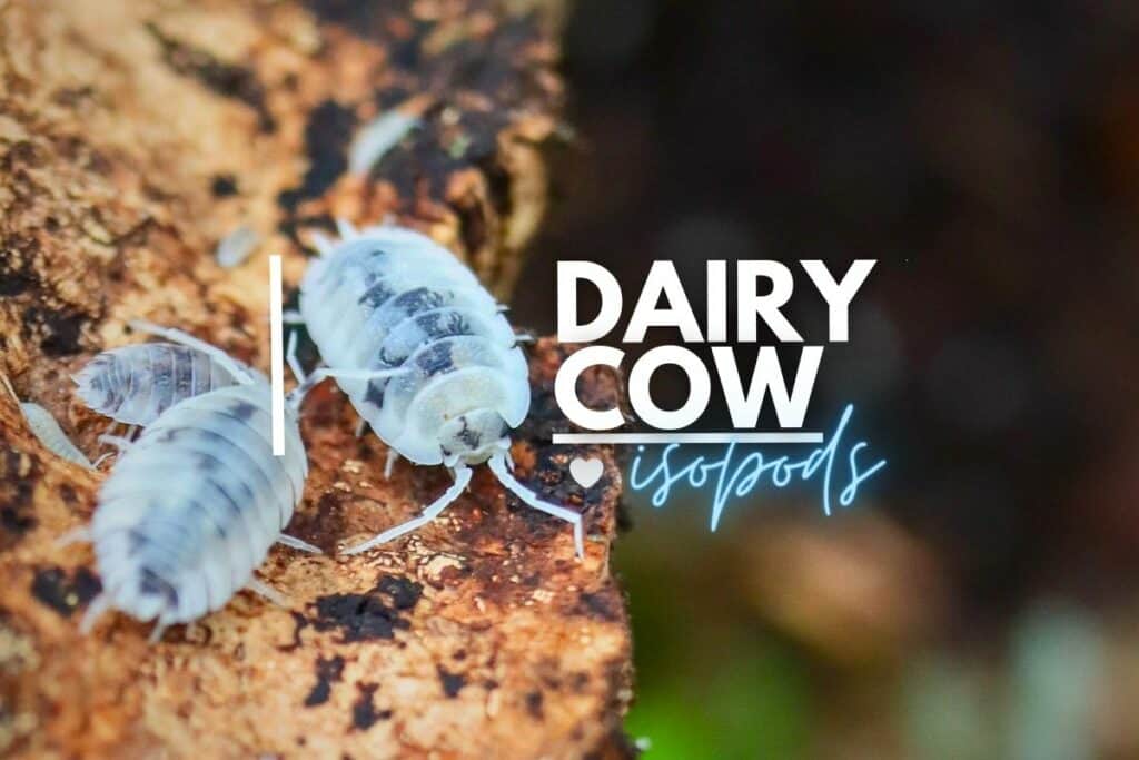 How To Care For Dairy Cow Isopods Setup Feeding Growth Terrarium how-to-care-for-dairy-cow-isopods-setup-feeding-growth-terrarium