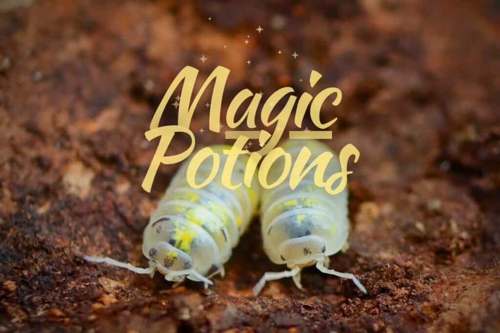 The Magic Potion Isopod Care Secrets All Spelled Out