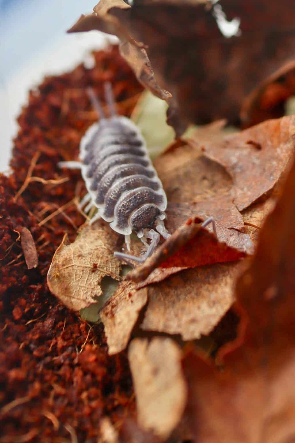 How to care for Porcellio hoffmannseggi (The Titan Isopod)