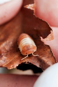 Isopod Species: How Different Types Behave (And Why It Matters ...