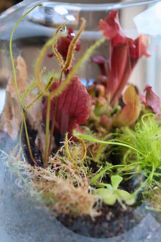 No More Gnats! How to Get Rid of Fungus Gnats in Terrariums