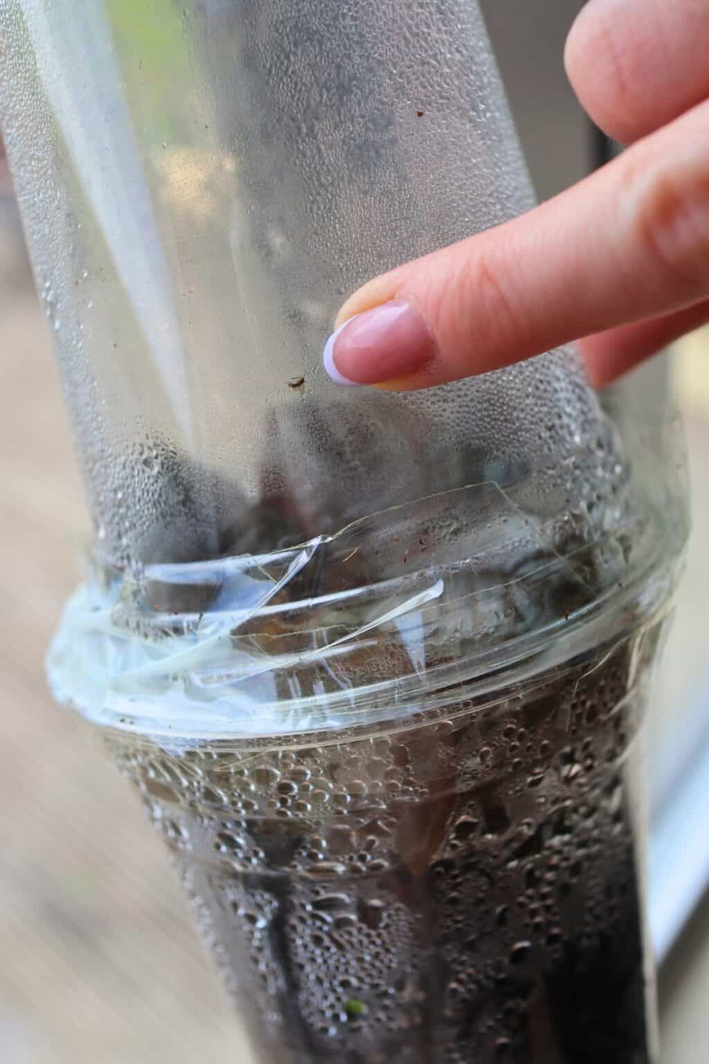 No More Gnats! How to Get Rid of Fungus Gnats in Terrariums